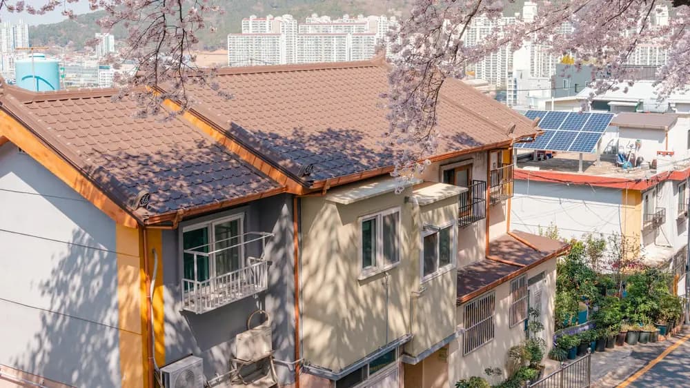 벚꽃 너머 주택가 지붕